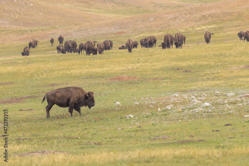 Field of Wild Bison In South Dakota