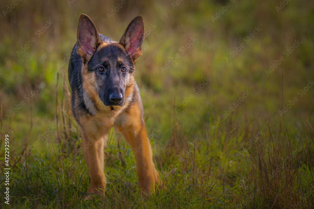 2021-11-29 A GERMAN SHEPARD PUPPY STANDING IN A GREEN FIELD WITH EARS UP AND A BLURRY BACKGROUND