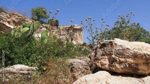 Fotografi Wild purple thistles blooming against a rocky cliff under a clear blue sky in a