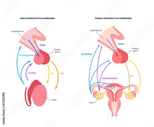 Male female reproductive hormones