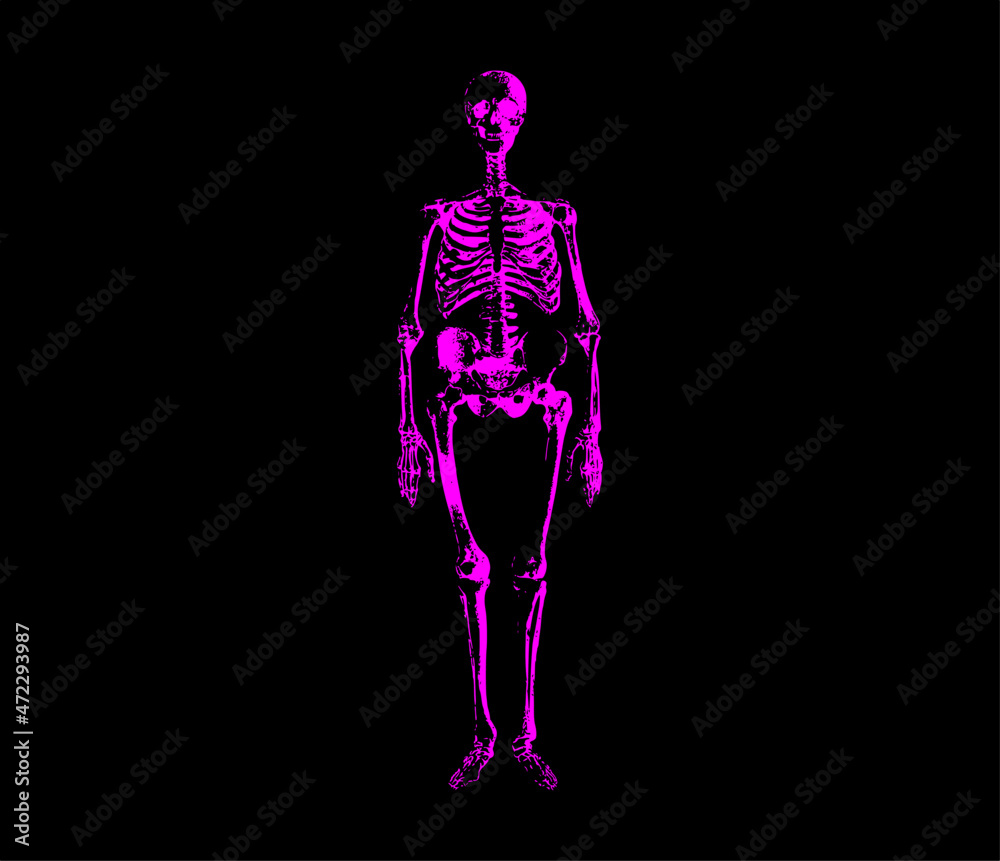 illustration of a purple skeleton on a black background illustration of a purple skeleton on a black background