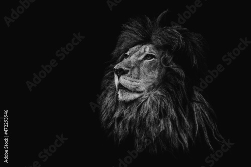 Portrait of a beautiful lion and copy space. Lion in dark	
