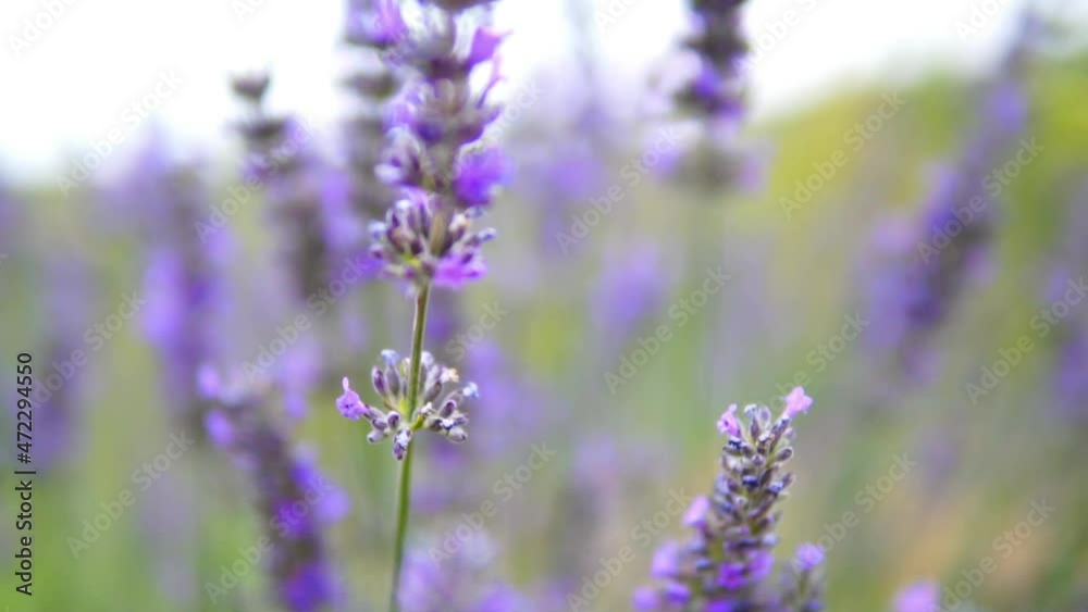 honey bees taking nectar from lavender flower honey bees taking nectar from lavender flower
