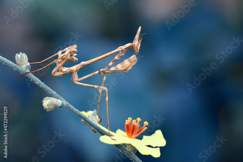 Close up of pair of Beautiful European mantis ( Mantis religiosa ). © blackdiamond67