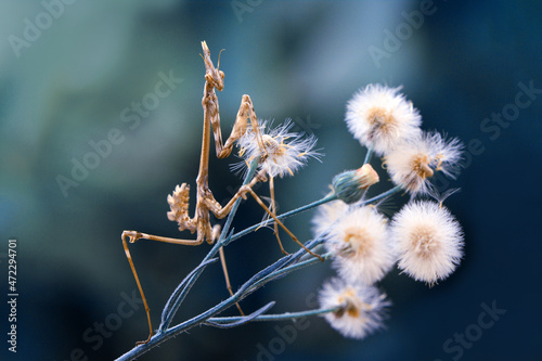 Close up of pair of Beautiful European mantis ( Mantis religiosa ). © blackdiamond67