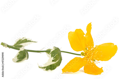 Yellow flower of kerria japonica, isolated on white background photo