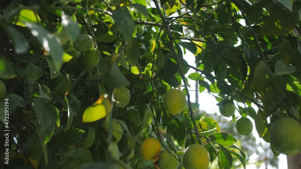 Woman Hands Picking Ripe Lemons From A Tree, Close Up . Girl plucking citrus fruits in sunlit garden, lens flare. Woman Hands Picking Ripe Lemons From A Tree, Close Up . Girl plucking citrus fruits in sunlit garden, lens flare.