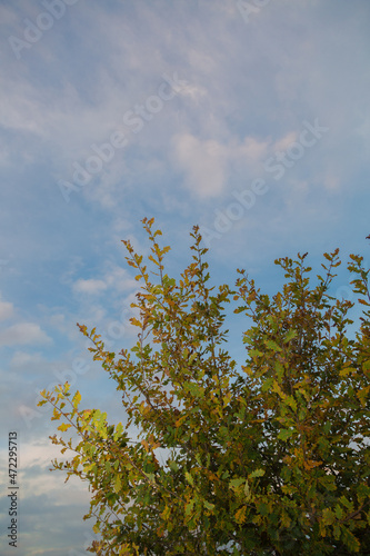 Baum im Himmel / Tempelhofer Feld