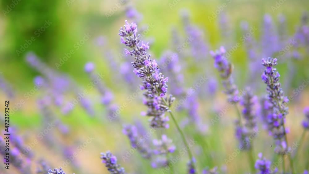 honey bees taking nectar from lavender flower honey bees taking nectar from lavender flower