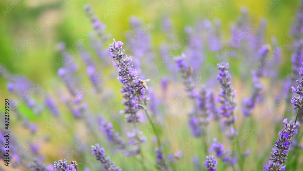 honey bees taking nectar from lavender flower honey bees taking nectar from lavender flower