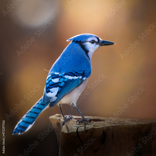 blue jay perched on a branch