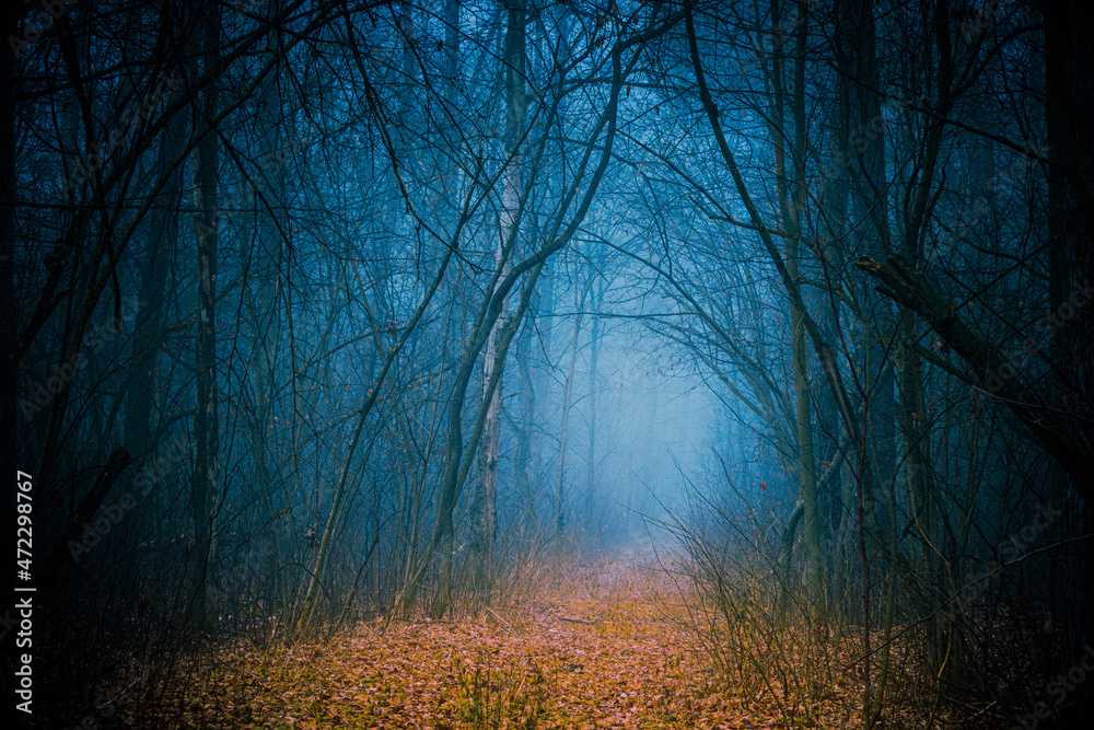 Obraz premium Enchanted pathway, covered with yellow leaves through the autumn forest among high trees in cold tones.