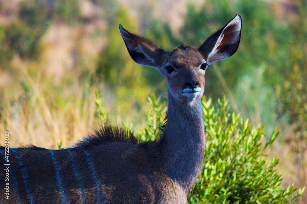 Mule Deer