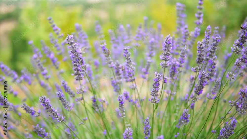 honey bees taking nectar from lavender flower honey bees taking nectar from lavender flower