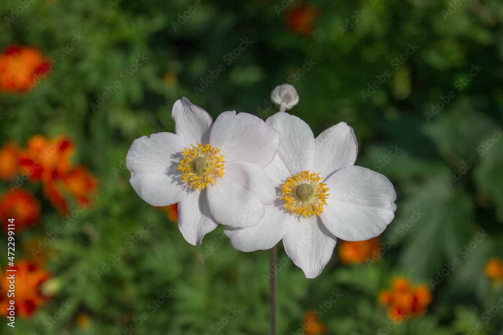 White Anemone or Anemone (Anemone) blooming in a beautiful green garden White Anemone or Anemone (Anemone) blooming in a beautiful green garden