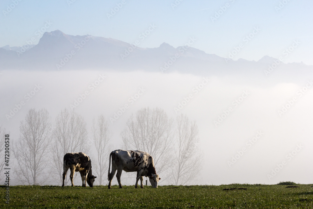 Typical prevailing and persistent fog in later fall and early winter season in the Alps region with grazing cows at the foreground and snow mountain at the background Typical prevailing and persistent fog in later fall and early winter season in the Alps region with grazing cows at the foreground and snow mountain at the background