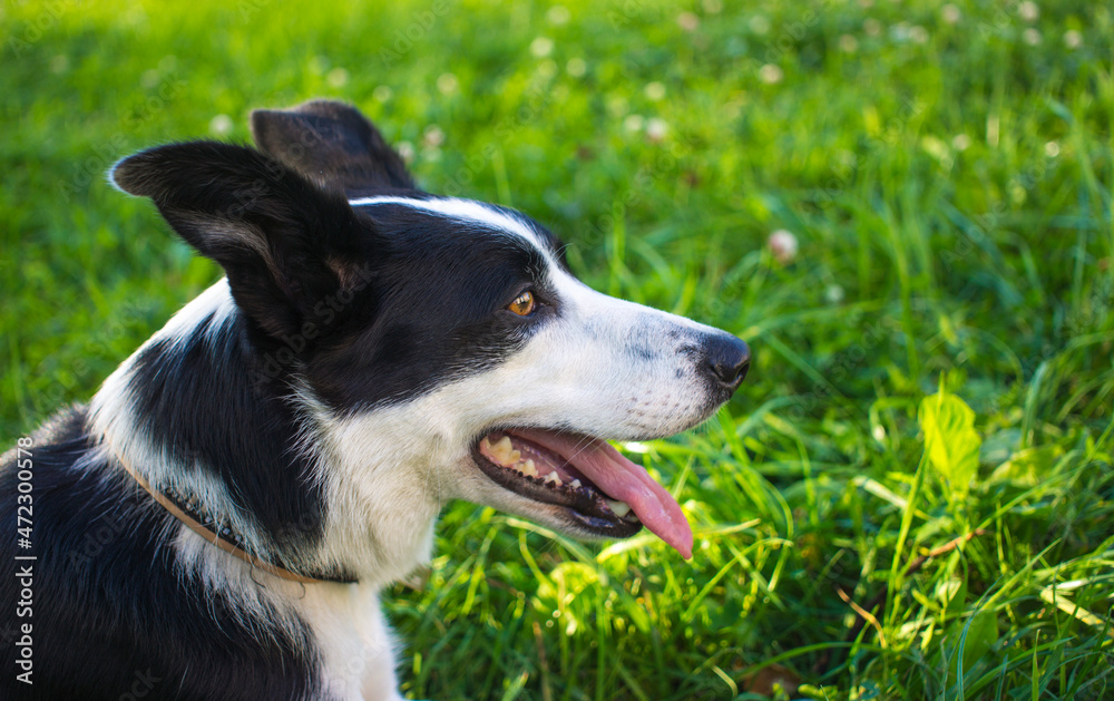 Adorable young black and white border collie dog portrait side view, green grass with flowers in background, sunny spring day in a park