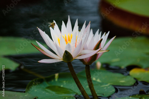 pink water lily in pond