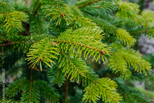 green fir branches with dew drops