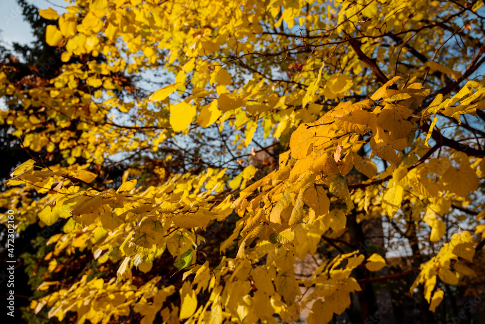 Yellow leaves on a tree in a city park against a blue sky Yellow leaves on a tree in a city park against a blue sky