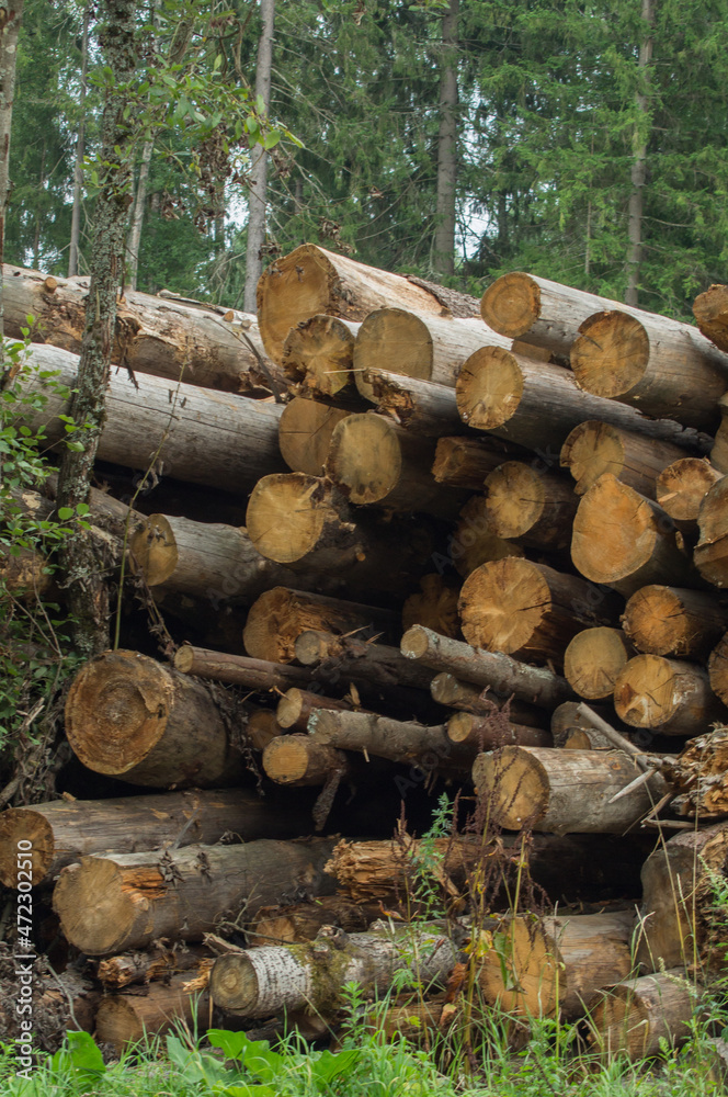 Stacked logs in the forest after sanitary treatment of dry and dead trees against a background of green coniferous forest Stacked logs in the forest after sanitary treatment of dry and dead trees against a background of green coniferous forest