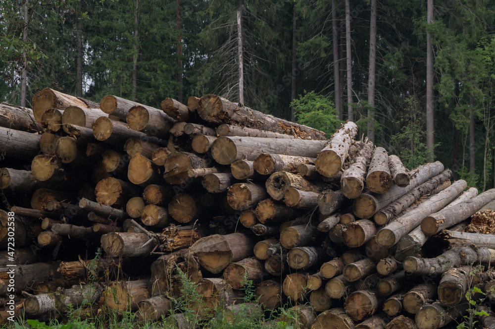 Stacked logs in the forest after sanitary treatment of dry and dead trees against a background of green coniferous forest Stacked logs in the forest after sanitary treatment of dry and dead trees against a background of green coniferous forest