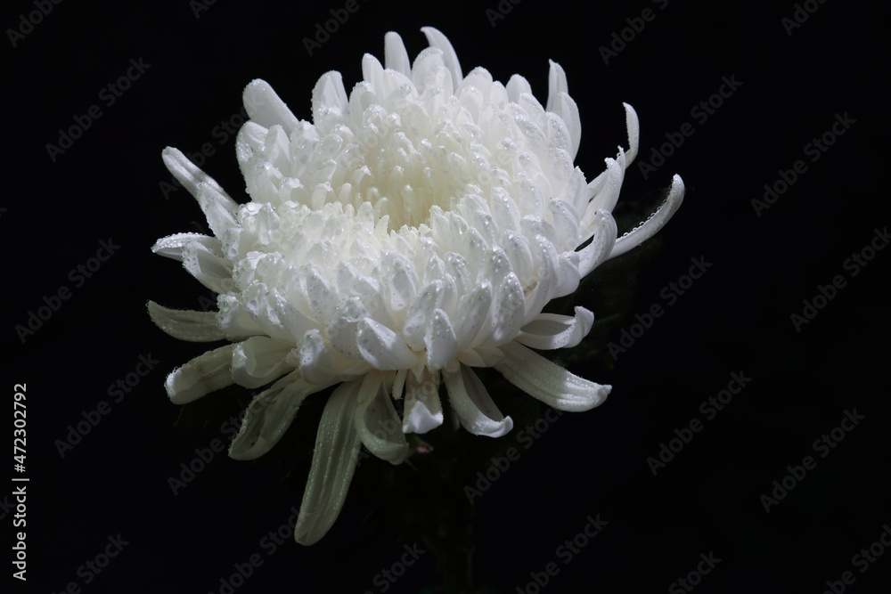黒背景の白菊の花首