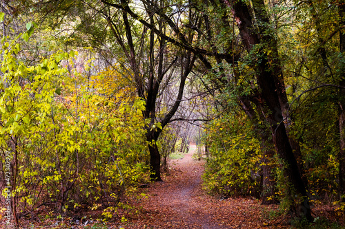 Path in an unkempt autumn forest with small trees