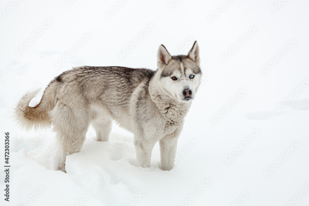 Young dog siberian husky breed playing in the snow after heavy s Young dog siberian husky breed playing in the snow after heavy s