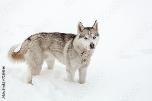 Young dog siberian husky breed playing in the snow after heavy s © perfectlab