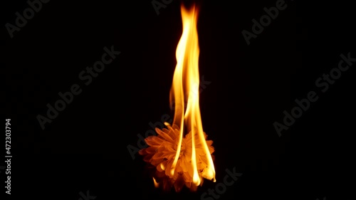  Blooming Flowers on Fire. White flower on fire. Creative nature Love, Dreams of sunbathing