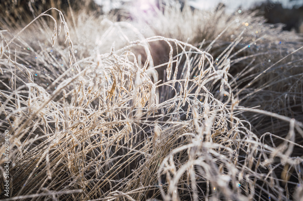 Winter landscape in Nevado de Toluca, with the grass frozen by the morning dew, the ice crystals can be distinguished between the ocher tones of the plants. Winter landscape in Nevado de Toluca, with the grass frozen by the morning dew, the ice crystals can be distinguished between the ocher tones of the plants.