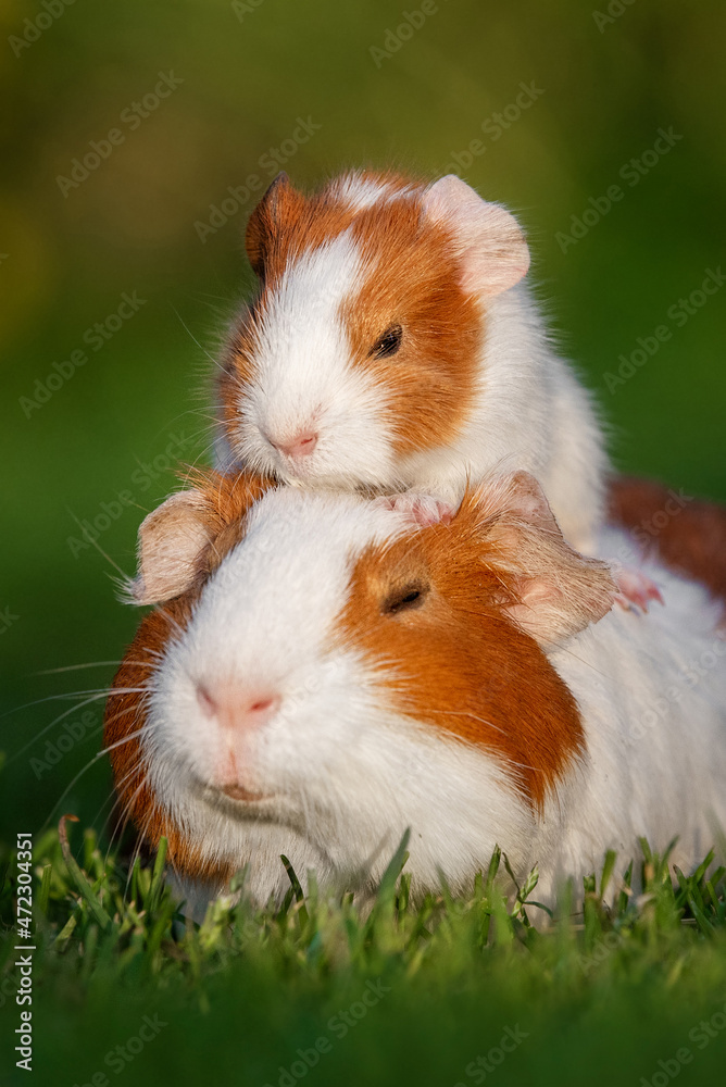 Little guinea pig baby sitting on it's mother back outdoors in summer