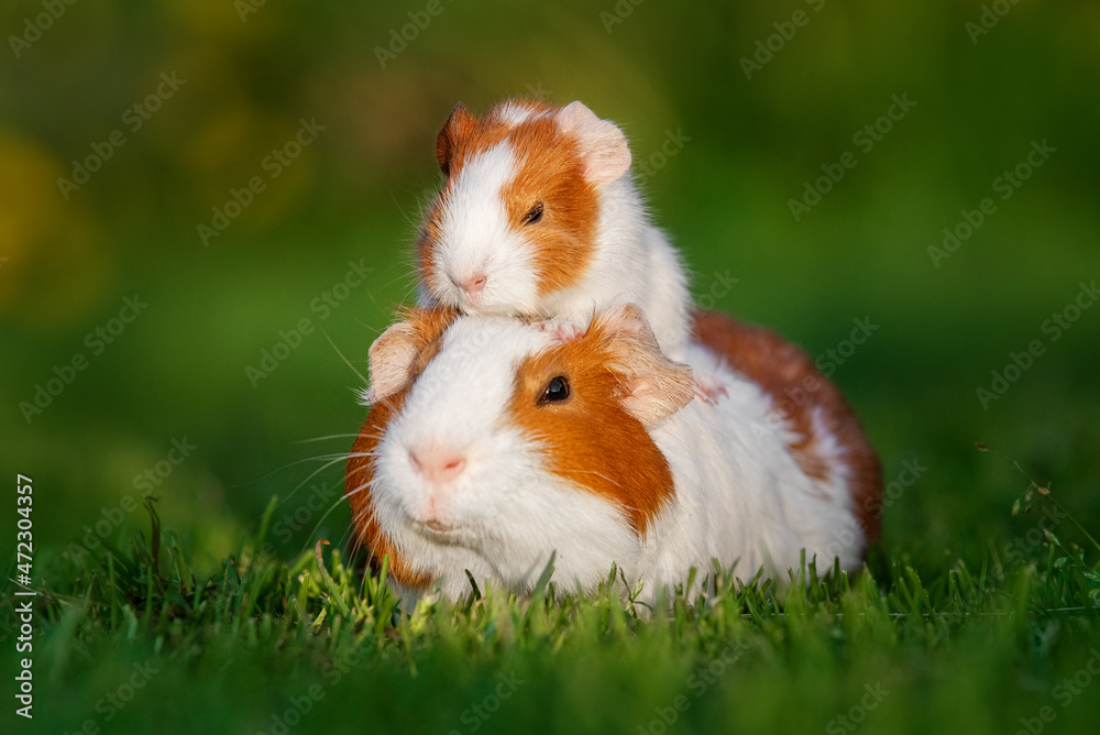 Top fluffy baby guinea pigs Top Sale