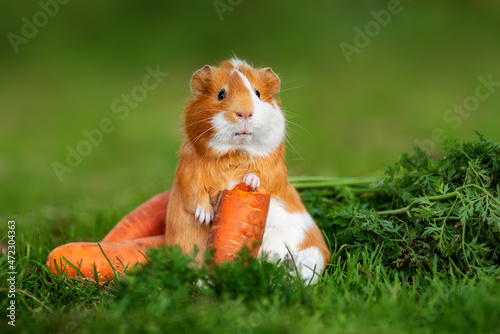 Funny fat guinea pig with a carrot in summer photo