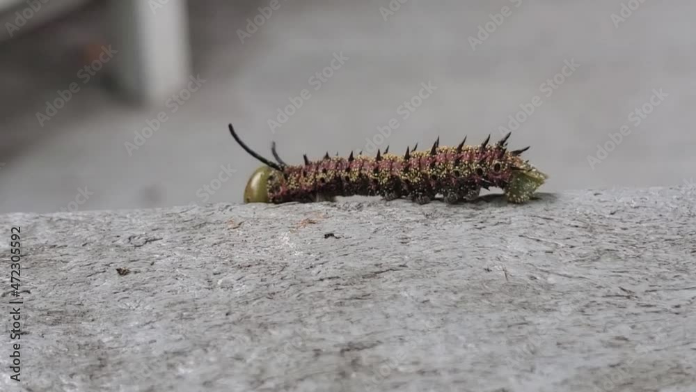 Southern Pink-striped Oakworm Caterpillar Southern Pink-striped Oakworm Caterpillar