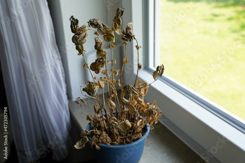 dried basil plant 