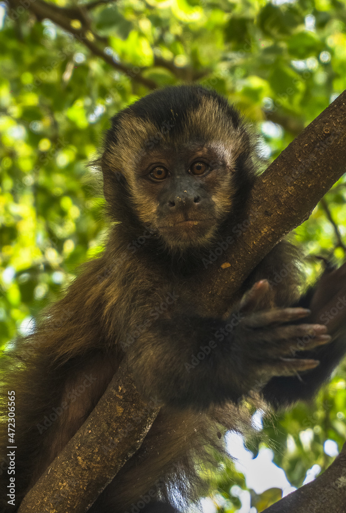 Naklejka premium Little monkey on the tree