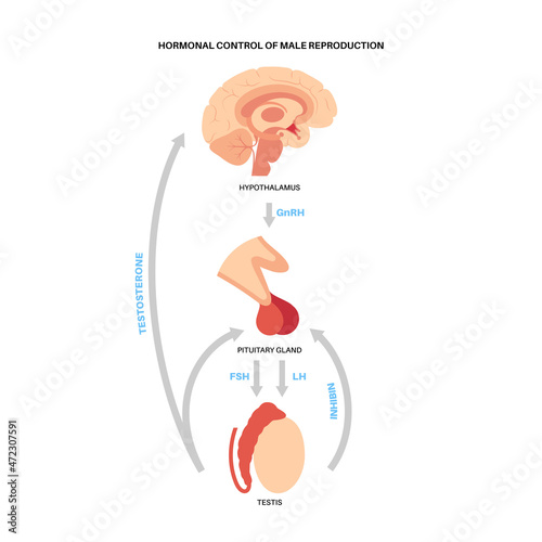 Male reproductive hormones photo