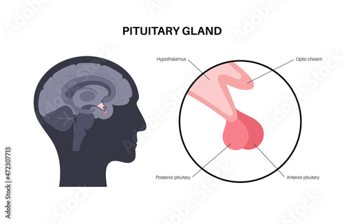 Pituitary gland anatomy photo