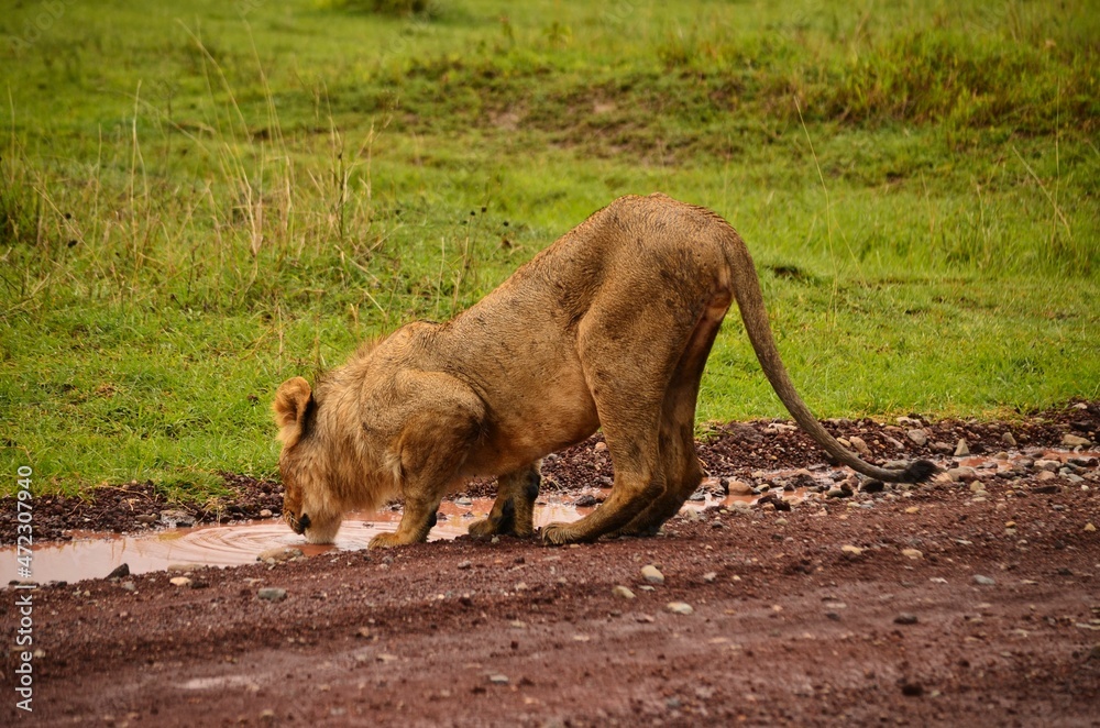 Obraz premium lion drinks from a puddle of water in serengeti national park tanzania. Tourist on safari. lion portrait. Big Cat