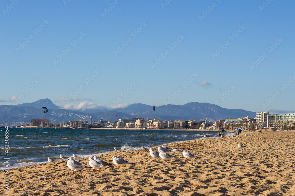 Obraz premium Slender billed seagulls on a beach at the coast of Arenal, Majorca. Mediterranean sea.