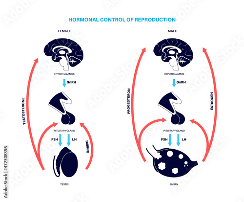 Male female reproductive hormones