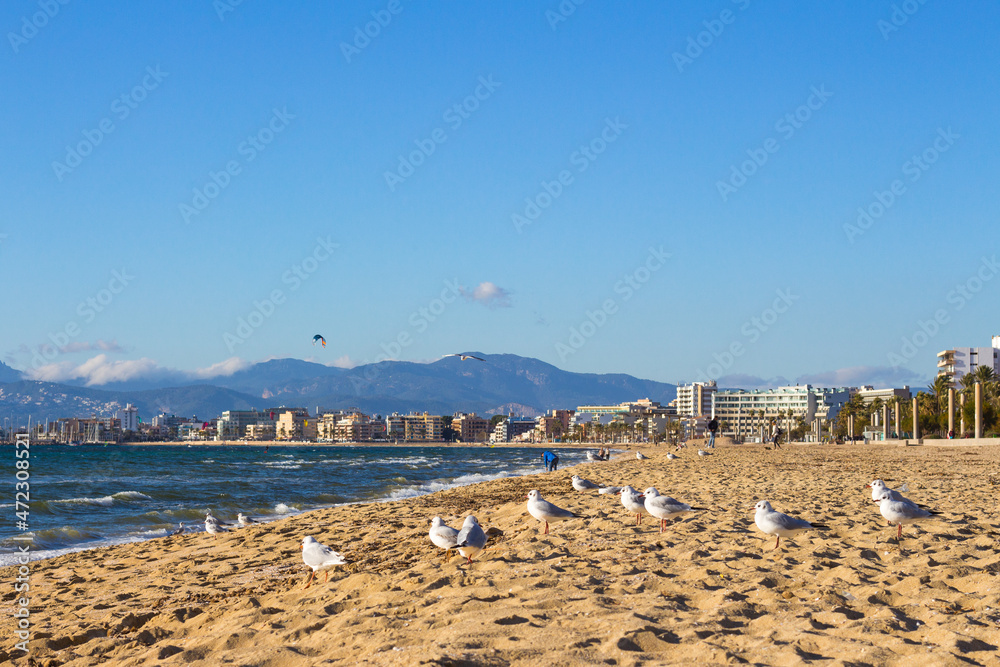 Seagulls (Laurus genei) on a beach at the coast of Arenal, Majorca. Mediterranean sea.