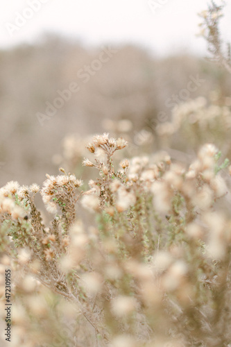 dry autumn flower branch in the mountains  © Stephanie