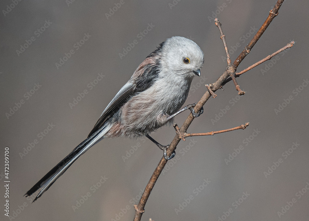 Fototapeta premium Raniuszek (Aegithalos caudatus)