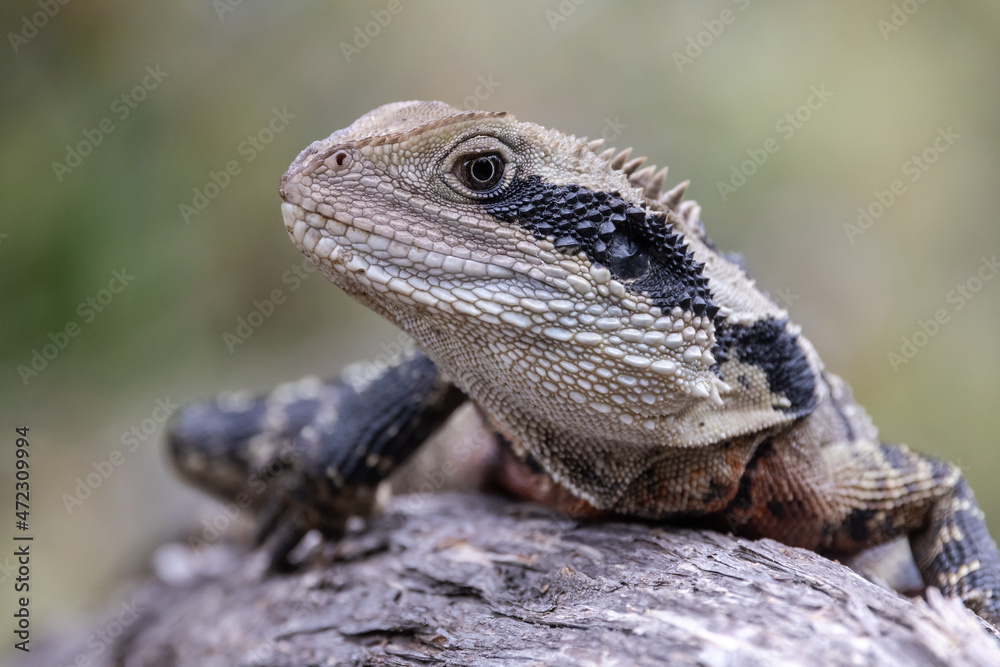 Close up of an Australian Eastern Water Dragon Close up of an Australian Eastern Water Dragon