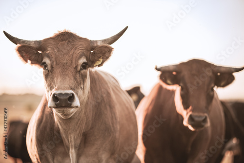 Two cows with big horns staring - Grass-fed farm livestock