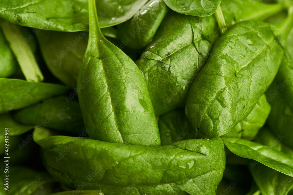 Fresh baby spinach Fresh baby spinach