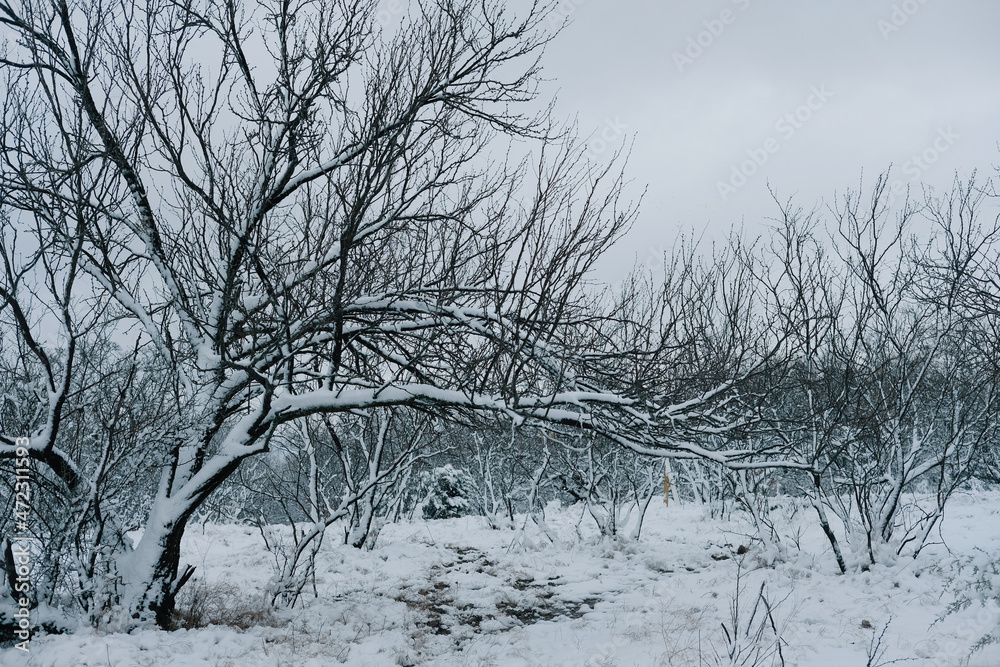 Texas landscape during winter under snow on mesquite trees. Texas landscape during winter under snow on mesquite trees.